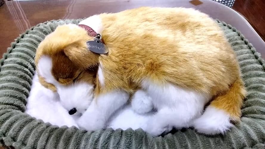 Amazon.co.jp: ニニアンドキノ パーフェクトペット (小サイズ