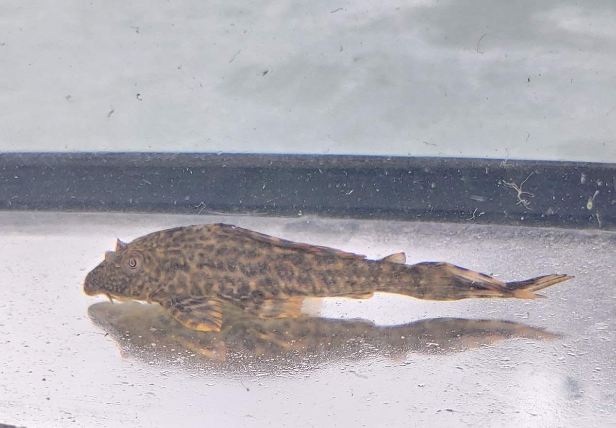 Pleco 3-4 in.