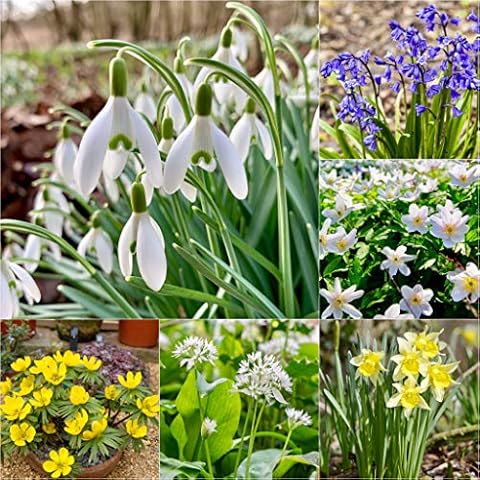 Woodland Bulbs 60 Spring Flowering Collection Cover