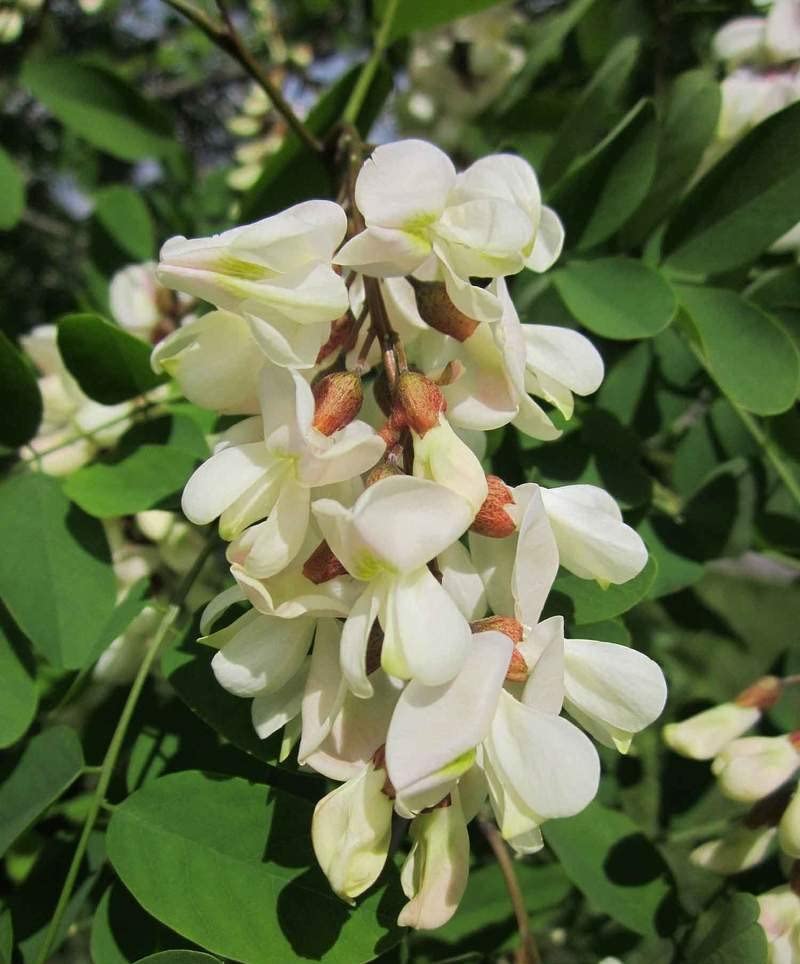 1-1000 PCS Black Yellow Locust False Acacia Tree Seeds Robinia Pseudoacacia 0147 (25+ Seeds)