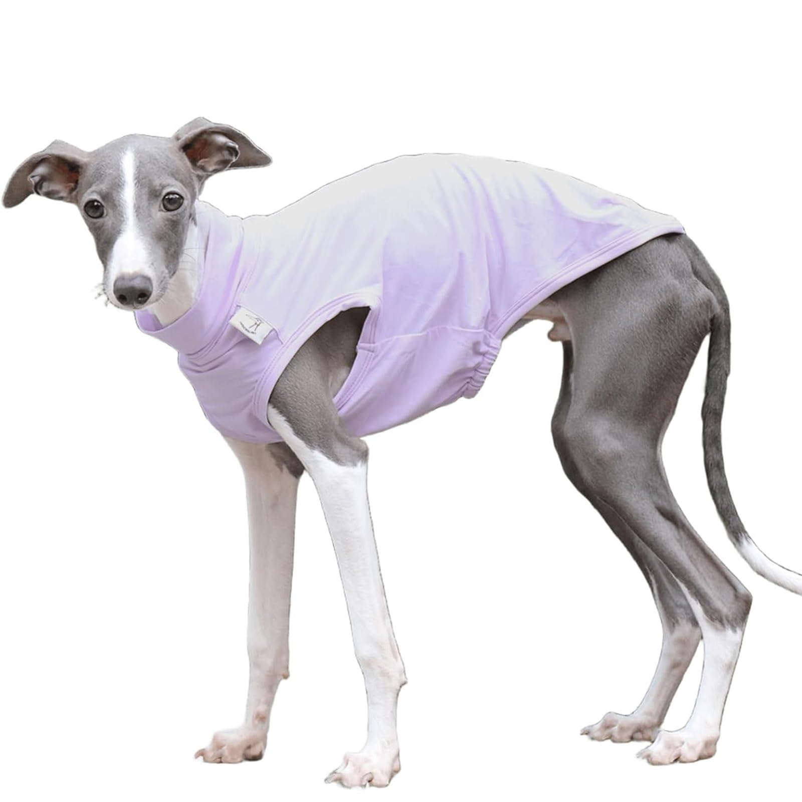 Italian Greyhound T-Shirt for Small Medium Dogs, Lightweight Summer Cool Vest Whippet Clothes, Breathable Pet Shirts Outdoor Clothing(Purple,S)