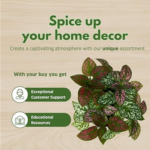 Miniatura 6 de BubbleBlooms Polka-dot-Planta en una maceta de 4 pulgadas, Hypoestes phyllostachya Tricolor Rojo Rosa y Blanco