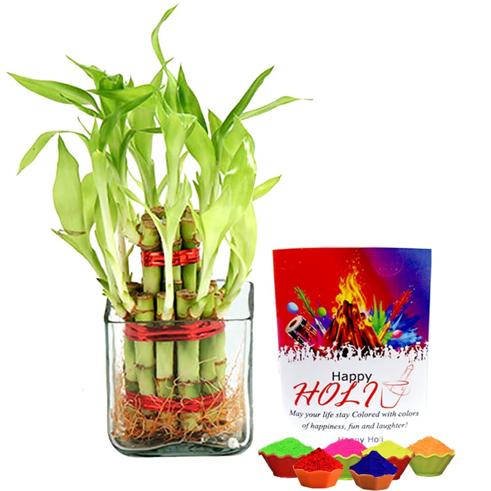 EG2i Lucky bamboo with Gulal-picture-15