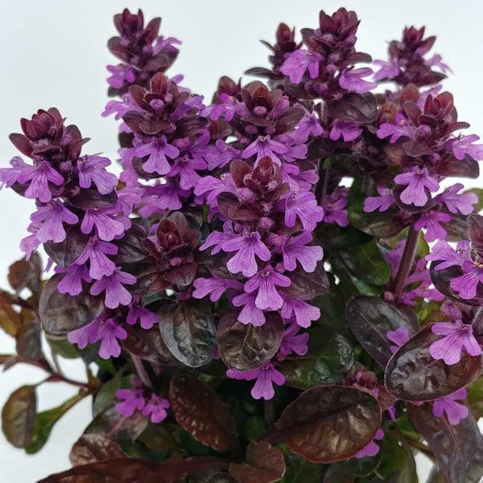 RedCrocus Midnight Mystery Ajuga Reptans- Evergreen Ground Cover with Dark Purple Leaves & Violet Flower Spikes, Attracts Pollinators, Container & Garden Use 1 Gallon