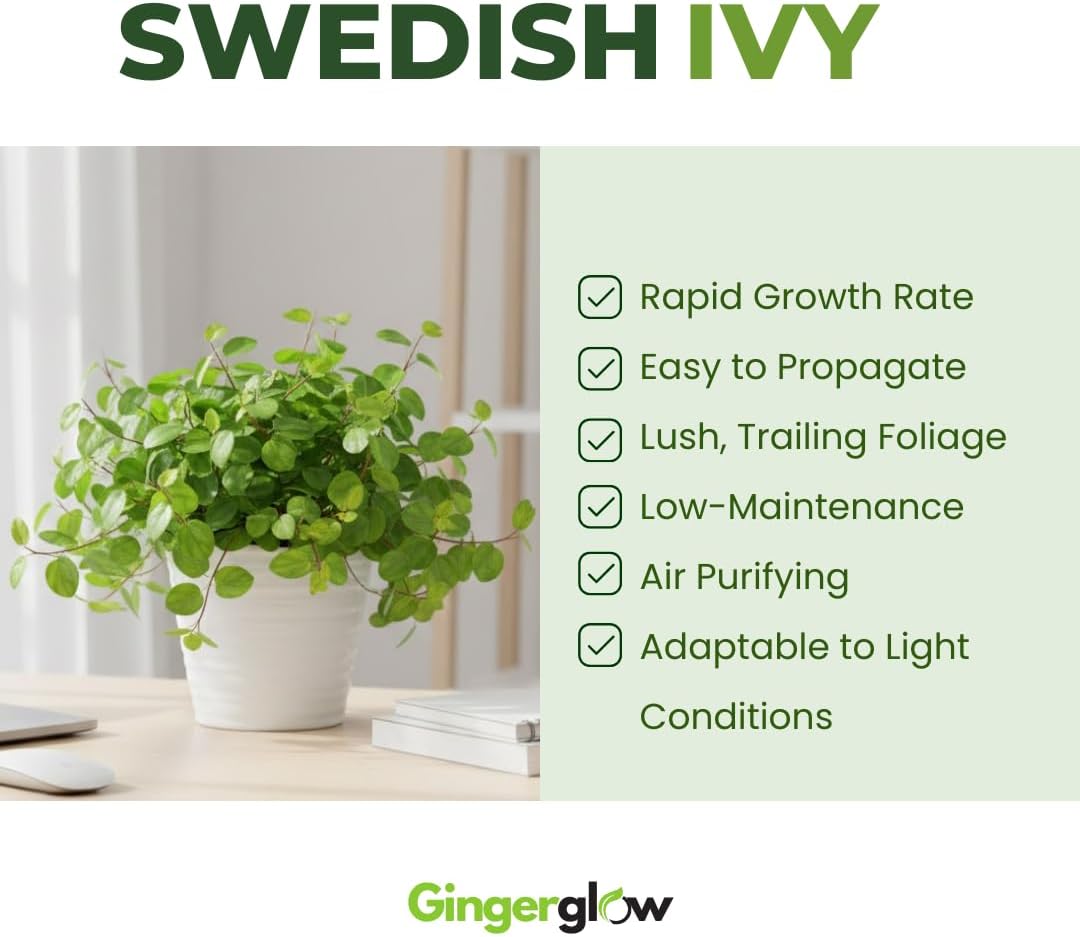 2 Swedish Ivy Plants Live House Plants | 2 Plant Per 3.25 Inch Pot | Trailing Indoor Plant for Home Decor, Shelves & Hanging Displays