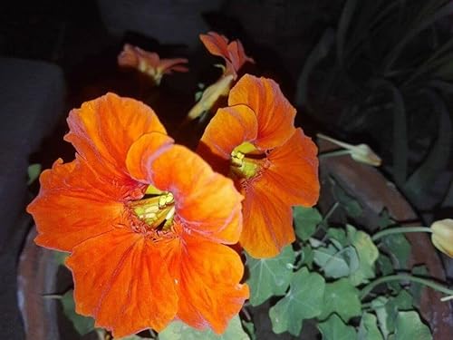 Miniatura 5 de 20 piezas de semillas de flores de capuchina mixtas hermosa flor bonsái decoración