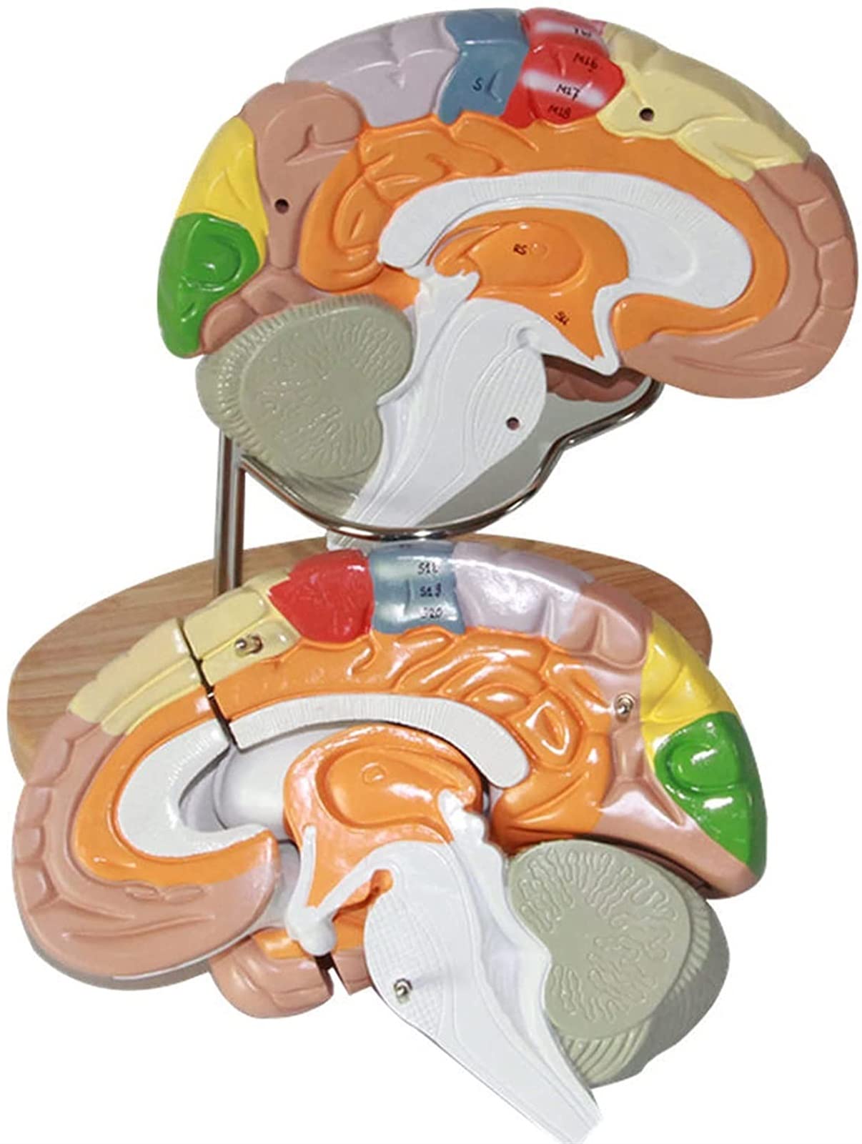 Anatomia del Cervello Umano Modello di partizione Funzione cerebrale Modello di Anatomia Cervello Umano Modello anatomico Funzione cerebrale Dipinta Modello di Struttura partizione Modello