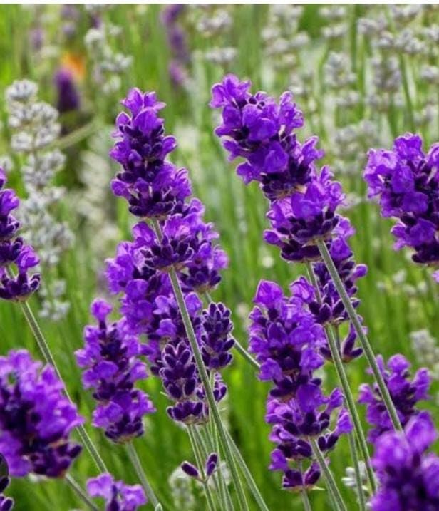 HIDDENT ENTERPRISEBeautiful Is Verry Nice Looking Lavender Flower Plant. Its Indoor/Out door Live Home Garden Pack Of 01 Healthy Plant. (B0D3B42VS5) Amazon Price History, Amazon Price Tracker