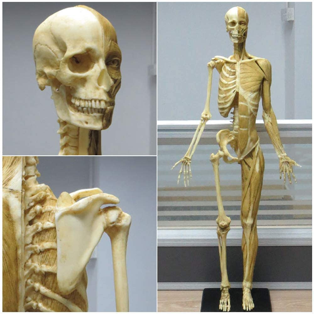 Modèle d'anatomie féminine 23 Pouces (60 cm) Modèle Anatomique des Muscles et du Squelette du Corps Humain pour Le Dessin Outil d'art de référence médicale Jaune