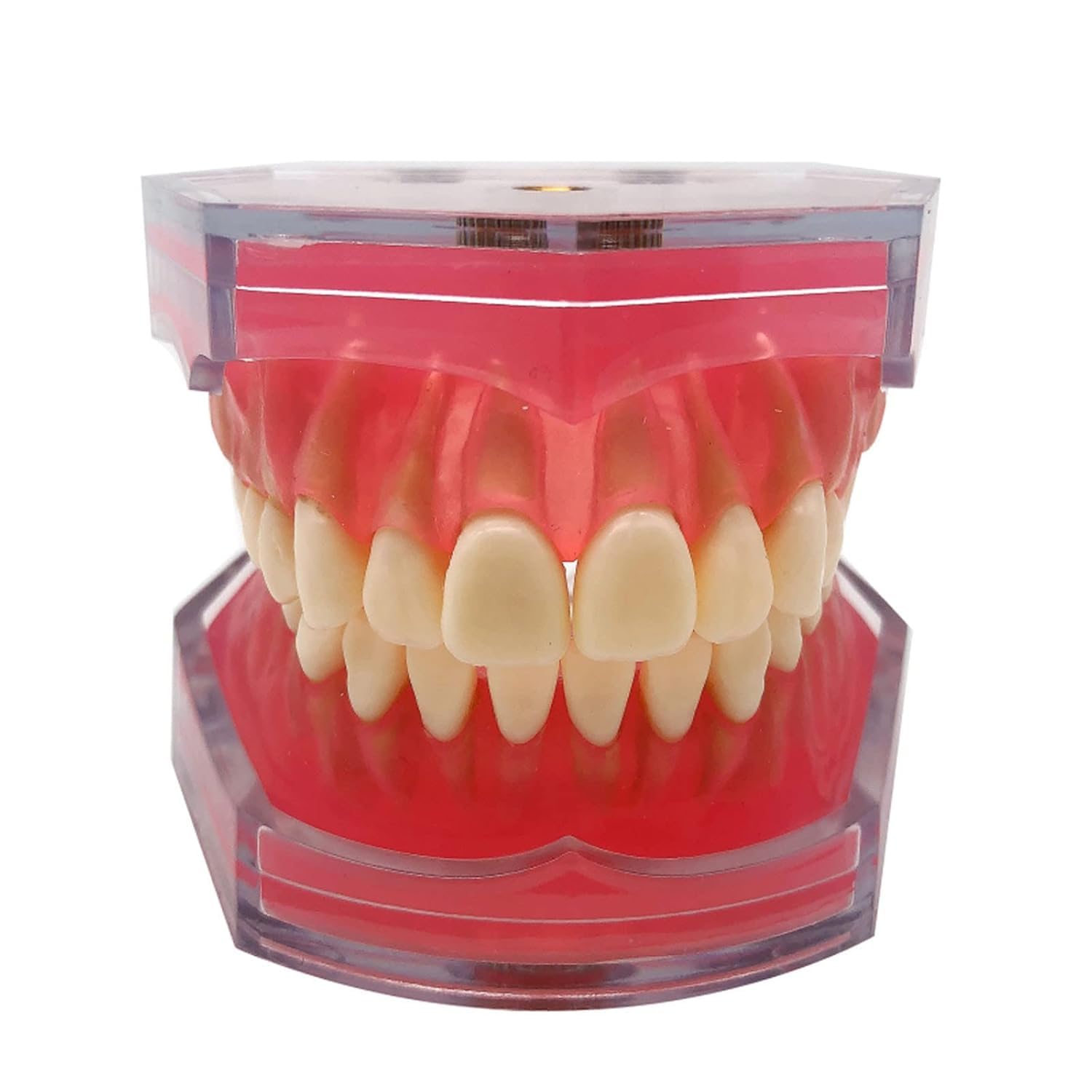 Modello di denti dentali a 28 denti, modello dentale rimovibile con gengive morbide per studenti e insegnanti, strumenti educativi per studio dentale, gengive trasparenti