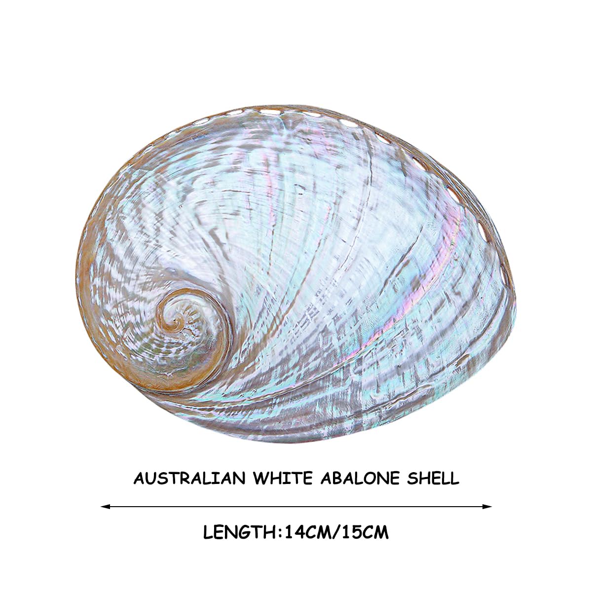 Amazon.co.jp: 大きな天然貝、大きな巻貝、 1個 13-15cm