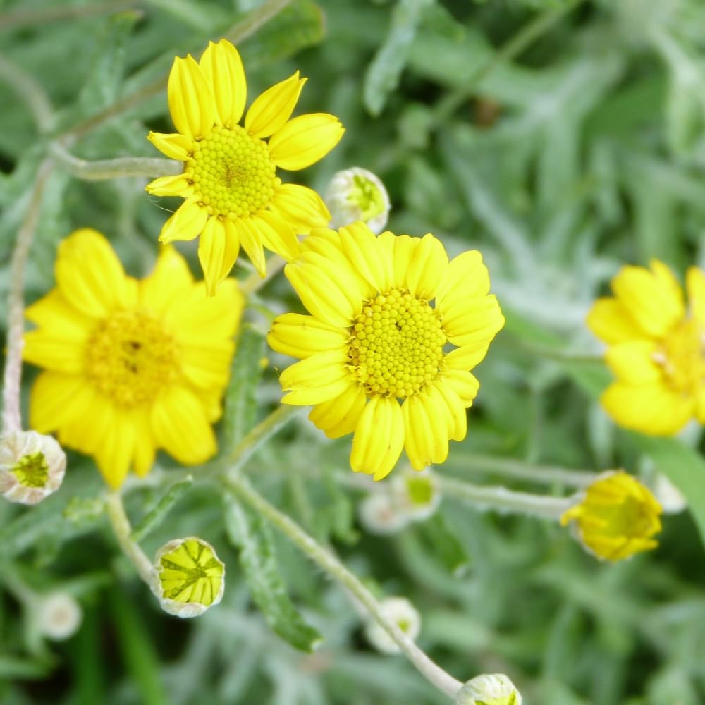 Eriophyllum lanatum - Hardy Yellow Perennial for Low-Maintenance Gardens - 2X 1 Litre Potted Plant by Thompson & Morgan