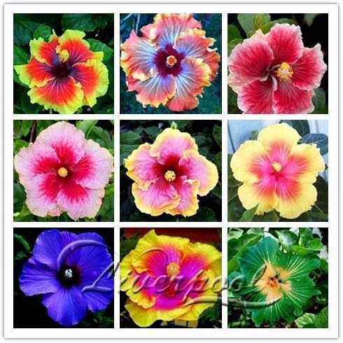 Seeds Market Rare 20 Giant hibiscus flower seeds Hardy look good year round Garden DIY Home Garden flower pot or plant yard