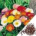 Produktbild Tomasa Samenhaus- Selten Islandmohn Sperli´s Zauberspiel Bio-Samen Mohn Sonnenschein Mischung Klatschmohn Blumensamen Saatgut winterhart mehrjährig Gartenmohn (20 Stück)