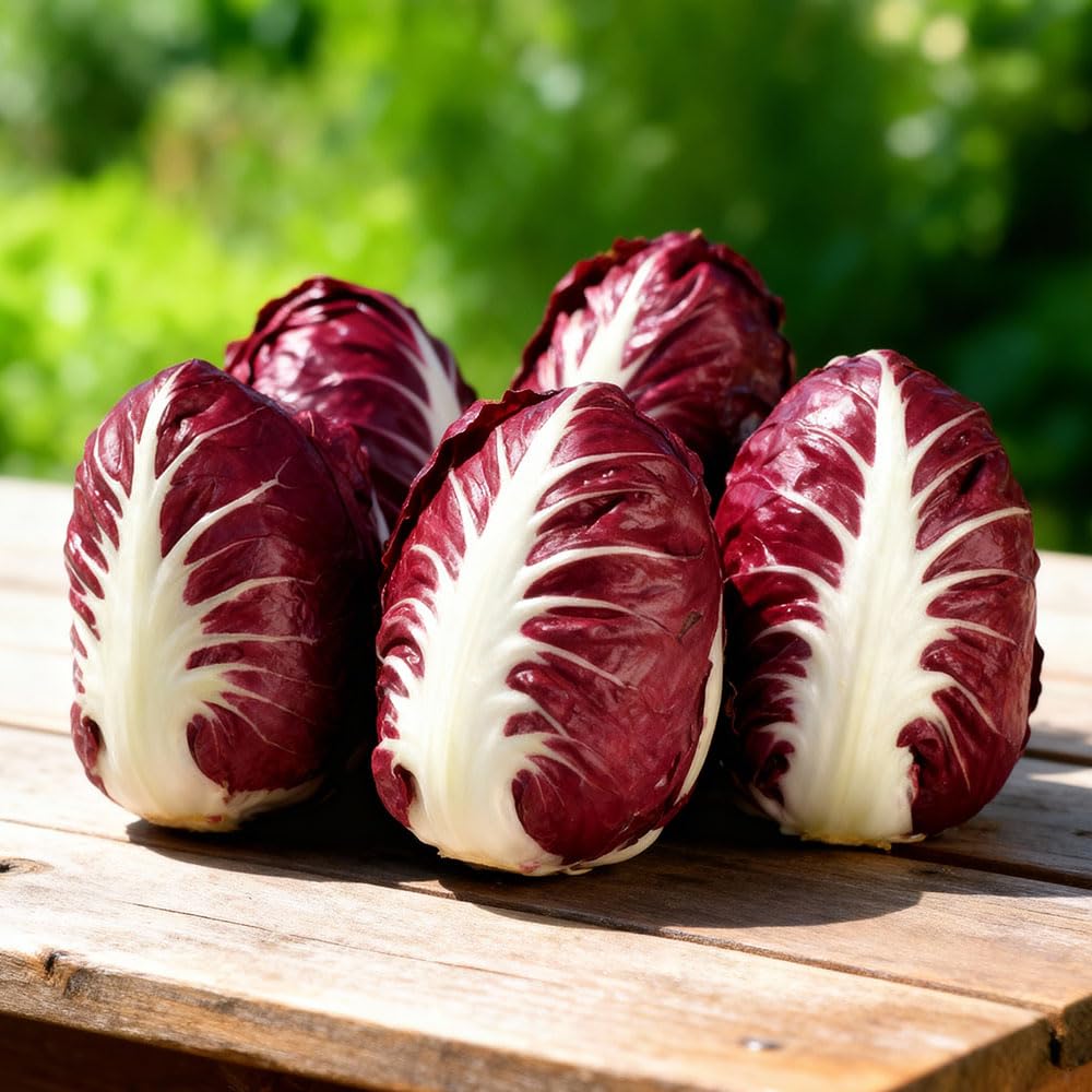Leaf Chicory Seeds – Cicoria Rossa di Verona Sel. Arca – Heritage Italian Variety – Crunchy Red Heads, Cold-Resistant, Mid-Late – Ideal for Salads & Autumn Harvest