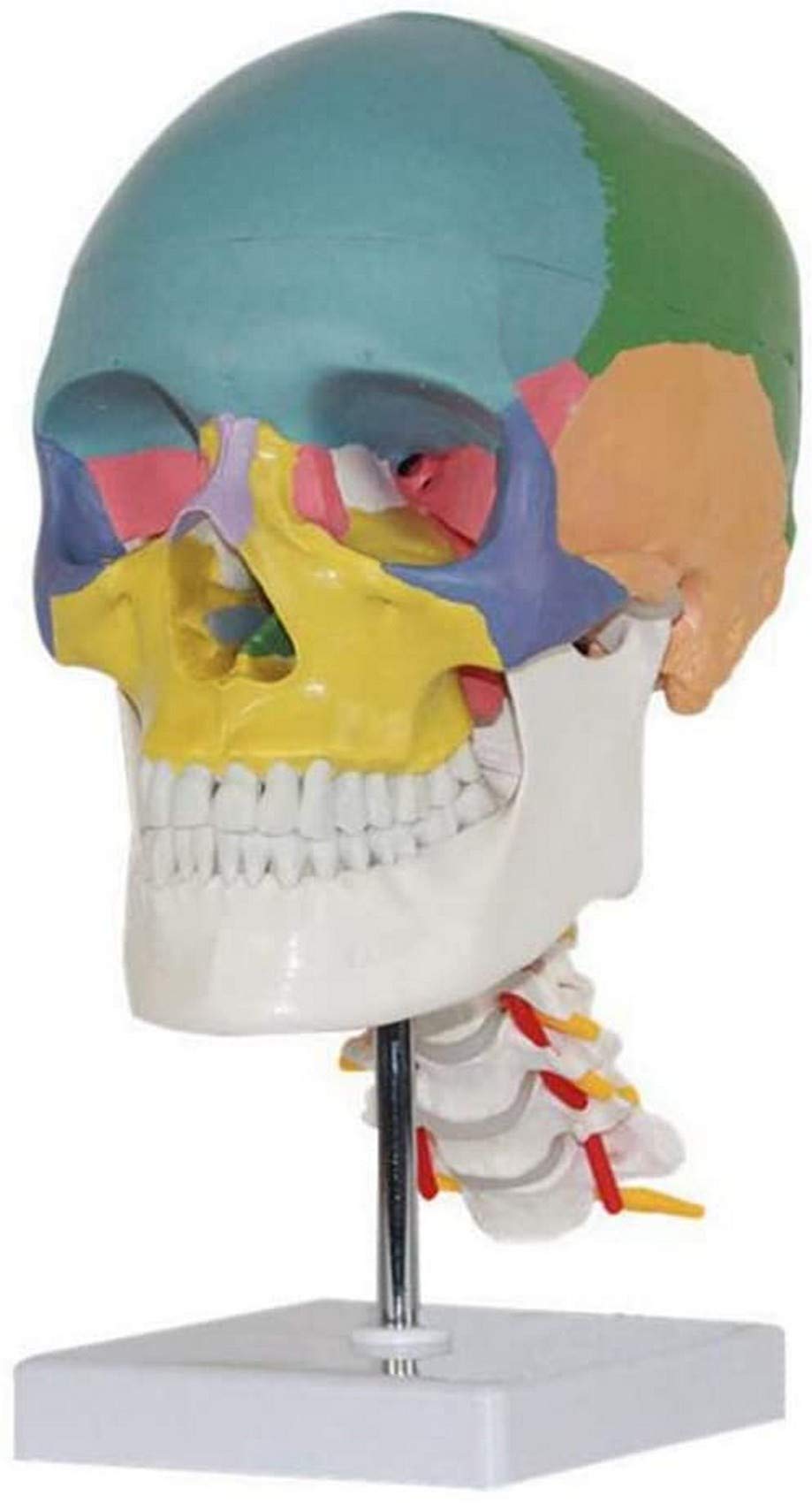 Buy DFJU Anatomy Human Skull Model,Removable Skull Cap,Skull Model