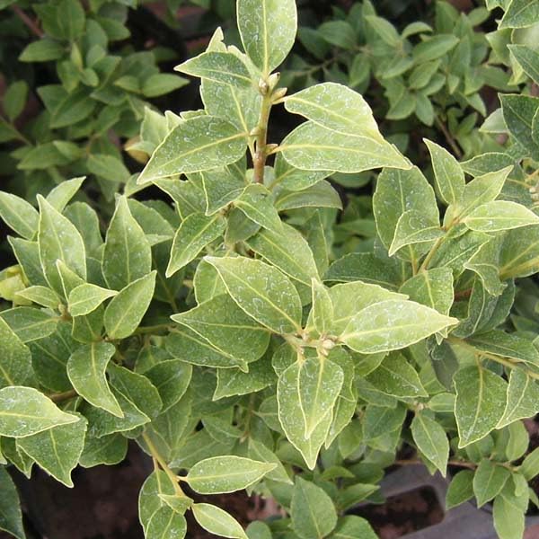 Amazon.co.jp: クロソヨゴ3.5号ポット[黒ソヨゴ・ウシカバ] : DIY