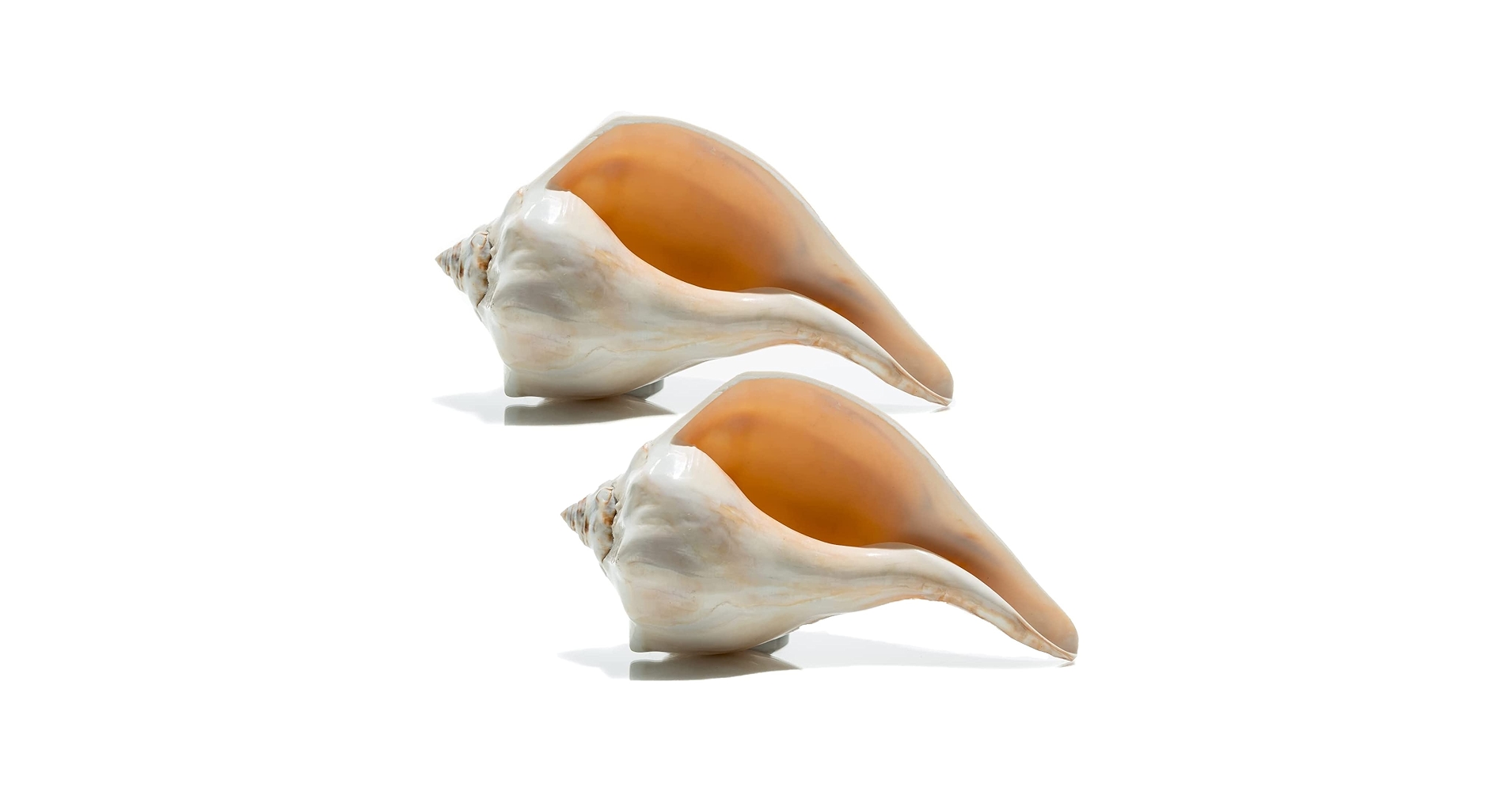 置物 atrantic whelk shell Amazon.com: Nautical Crush Trading Conch Shell Decor