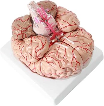 Human Brain Model Psychology Life Size Brain Model for Neuroscience with 41 Position Indicator Signs and 9 Detachable Parts and Base