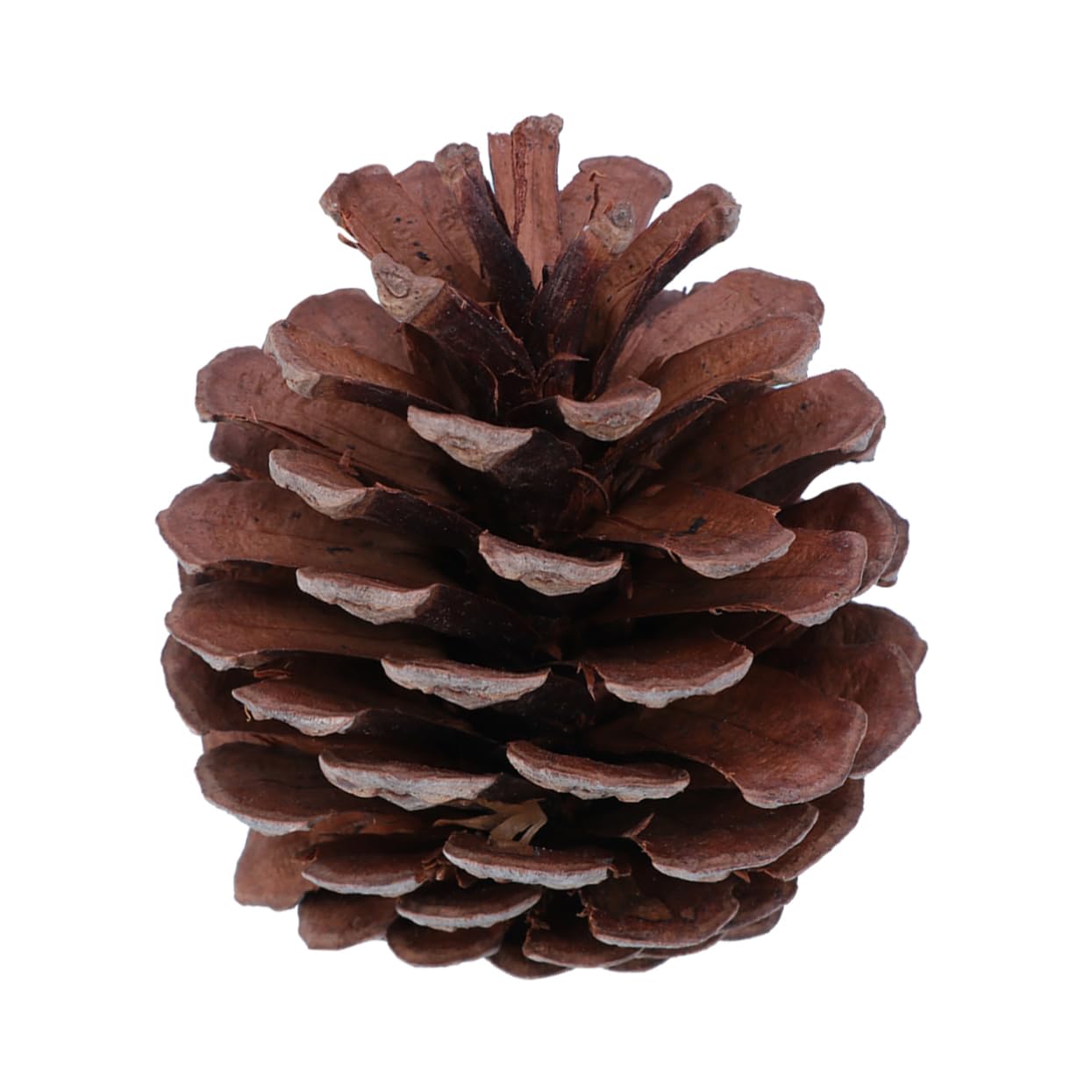 Natürliche Tannenzapfen 6-8cm für Weihnachtsdekoration | Wiederverwendbar, Winterfest für Festtage, 50 Stück Packung für Restaurantdekoration und Natürliche Optik