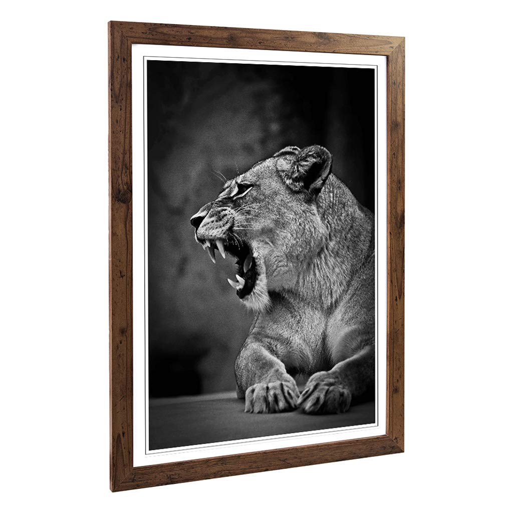 Big Box Art Framed Print of Fierce Lioness Lion Design | Wall Art Picture | Home Decor for Kitchen, Living, Dining Room, Lounge, Bedroom, Hallway, Office, Walnut, A2 / 24.5x18 Inch / 62x45cm