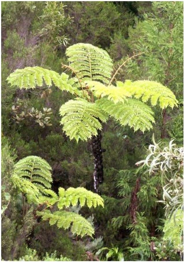 Cyathea glauca - Soft Tree Fern - 100 Seeds