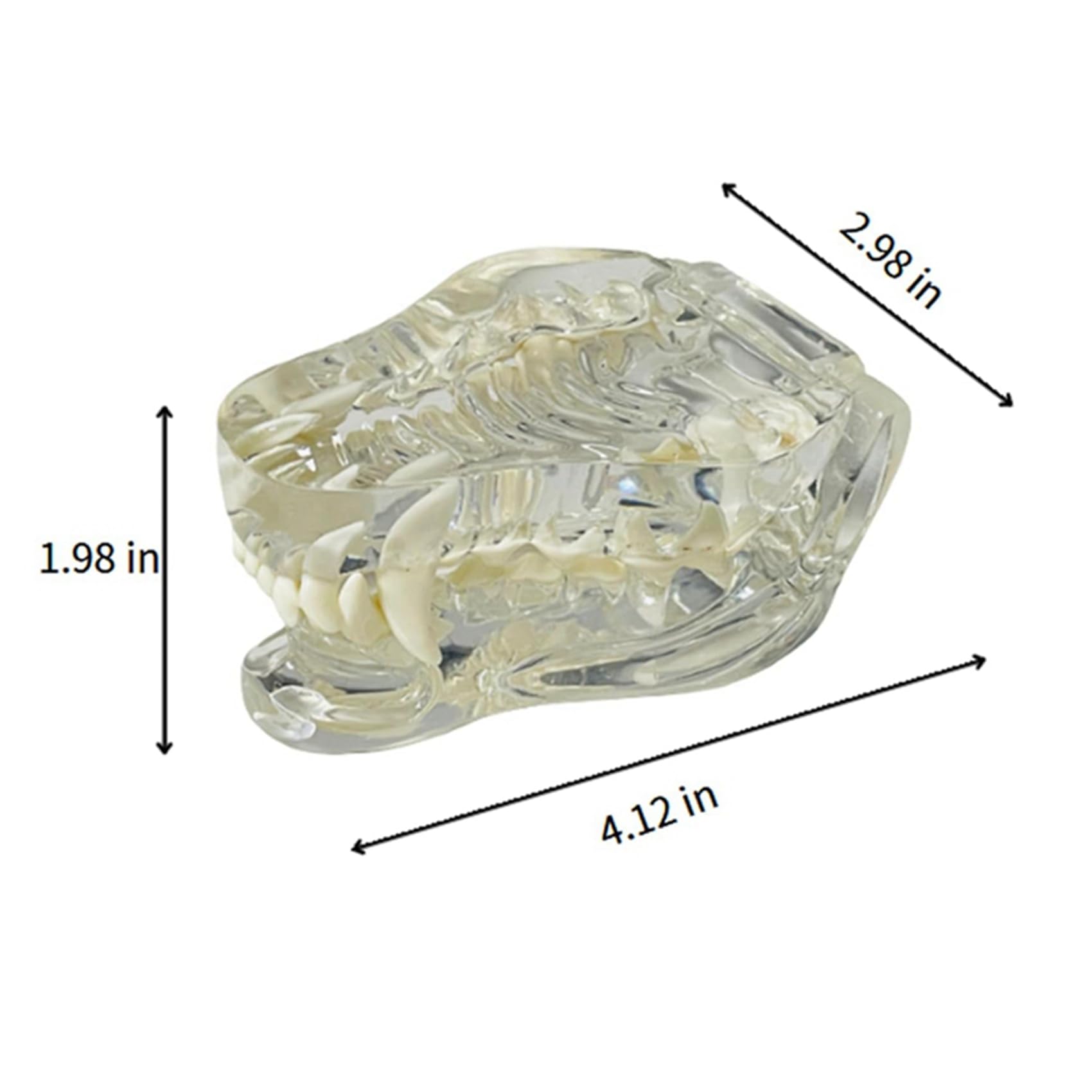 2X Denti Canini Trasparenti Modello Anatomico Animali Dentali Mascella Dentale per Strumento Educativo Veterinario (Cane)