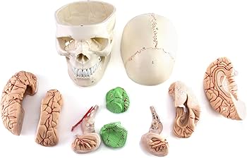 Amazon.com: QWORK Human Skull and Brain Anatomy Model, 11 Parts