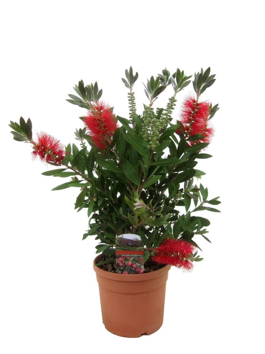 Callistemone "Callistemon leavis", Pianta in Vaso ø 19 cm h 60/80 cm Vivaio di Castelletto