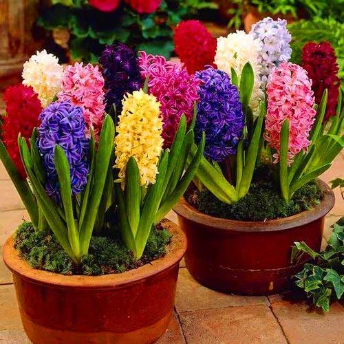 See full amazon price history chart for Radha Krishna Agriculture Hyacinth Imported Multicolour of The Most Attractive | Flowers for Your Beautiful Garden - Pack of 10 Flower Bulbs Radha Krishna Agriculture Hyacinth Imported Multicolour of The Most Attractive | Flowers for Your Beautiful Garden - Pack of 10 Flower Bulbs (B08K5GWH2N) Amazon Price History, Amazon Price Tracker