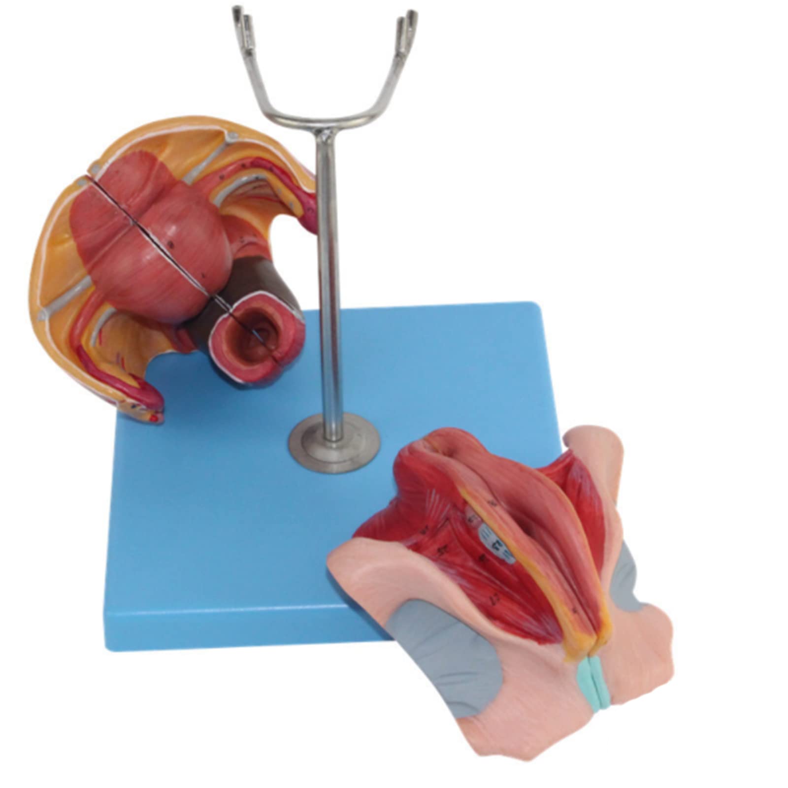Model anatomiczny ludzkiego układu moczowego model anatomiczny choroby gruczołu szczelinowego przedniego model trzy części, w tym prostaty i pęcherz do narzędzia do prezentacji szkolnej