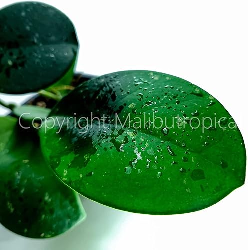 Miniatura 7 de Hoya Obovata Splash en maceta de 4" - Hojas redondas gruesas - Planta de interior Easycare