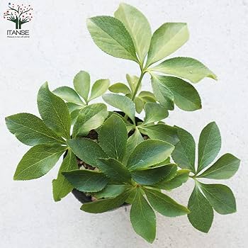 ポット発送【セレクト株】⭐️極上⭐️【ソレイユ】クリスマスローズ Amazon.co.jp: [ミヨシ]クリスマスローズ：*アプリコット