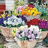 ＩＴＡＮＳＥ よく咲くスミレ3.5号 色ミックス見計らい 3個セット 品種で選べる花苗/2~3色見計らい パンジー よく咲くスミレ シリーズ 開花が早く 春まで咲き続ける品種です