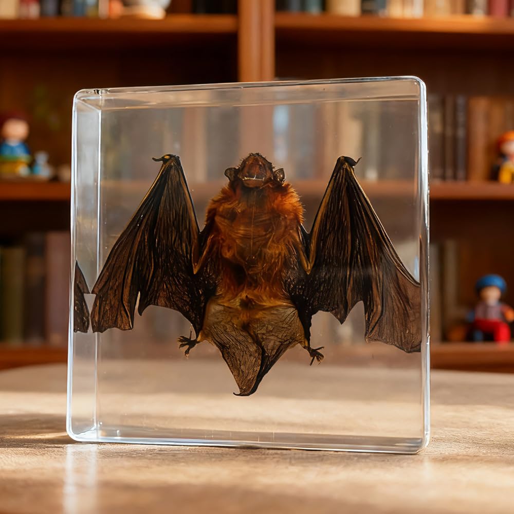 Murciélago de taxidermia real en resina para educación científica y decoración goth