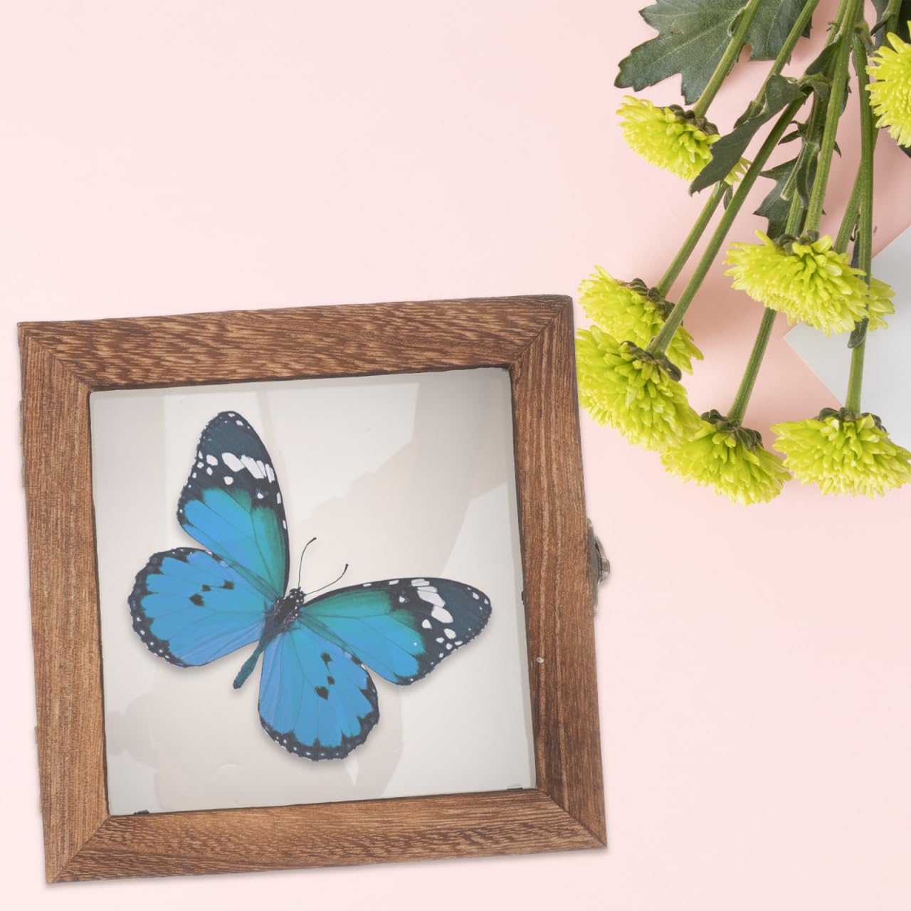 iplusmile 1 Satz Insektenprobenbehälter aus Glas Insekten-Schaukasten Sammlerbox für Insekten Vitrine für Schattenbox Holzrahmen Felsen Ausstellungsregale Schmetterlinge Vitrine 15 x 15 x 4,5 cm