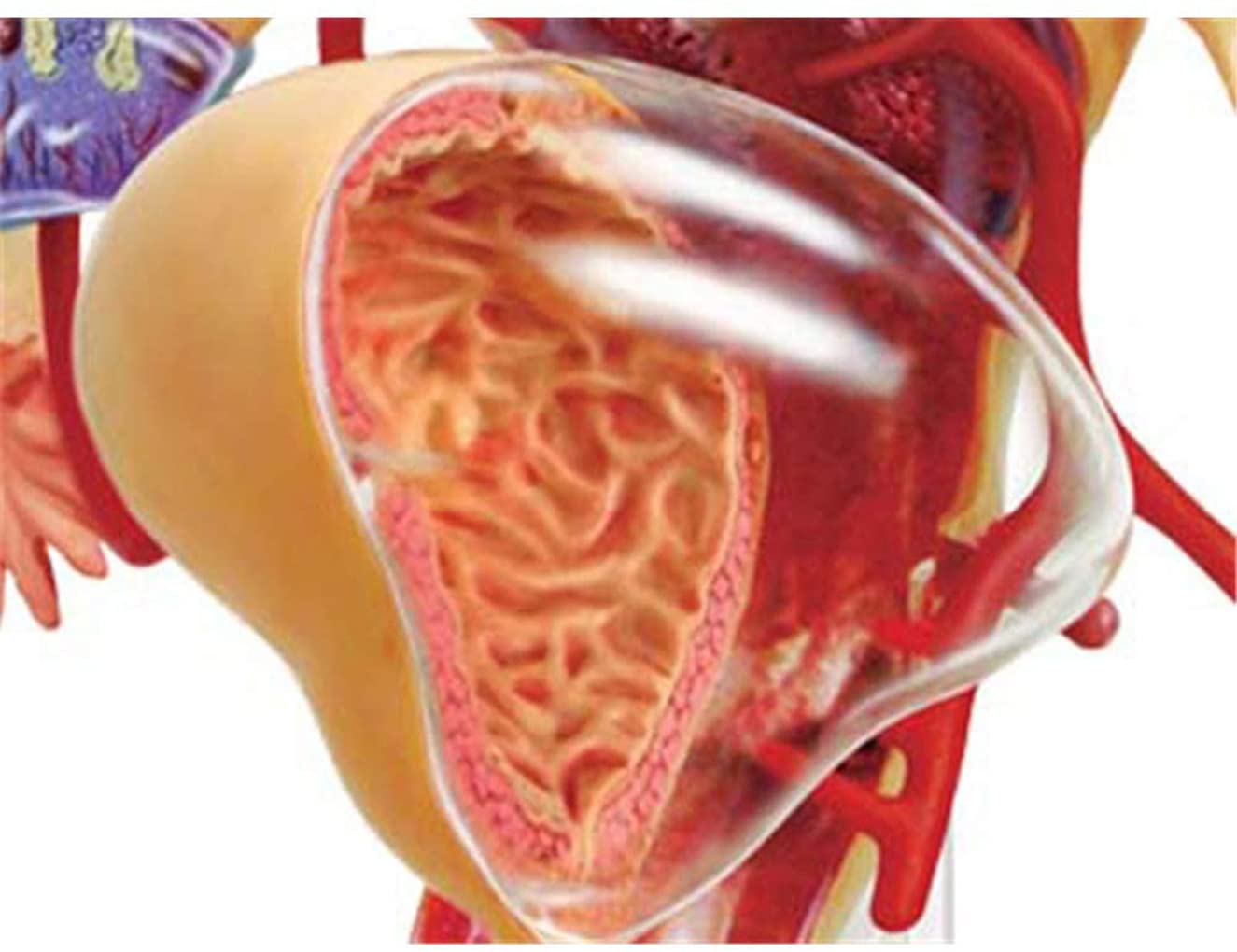 1: 1 órganos reproductivos Femeninos Humanos Ensamblaje del Rompecabezas 19 PPC 4D Modelo de enseñanza médica Manikin Ciencia Modelo anatómico 13 * 12 * 16cm