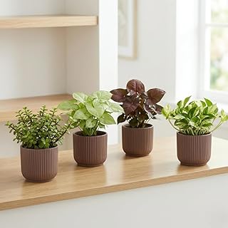 Ugaoo Combo of 4 Live Indoor Plants with ibiza Pots (mocca) – Jade, Syngonium White Butterfly, Money Plant N Joy, Syngoniu Price In India