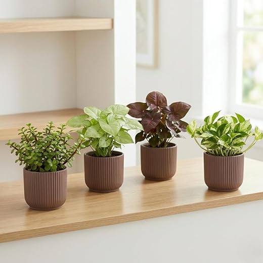 Ugaoo Combo of 4 Live Indoor Plants with ibiza Pots (mocca) – Jade, Syngonium White Butterfly, Money Plant N Joy, Syngoniu
