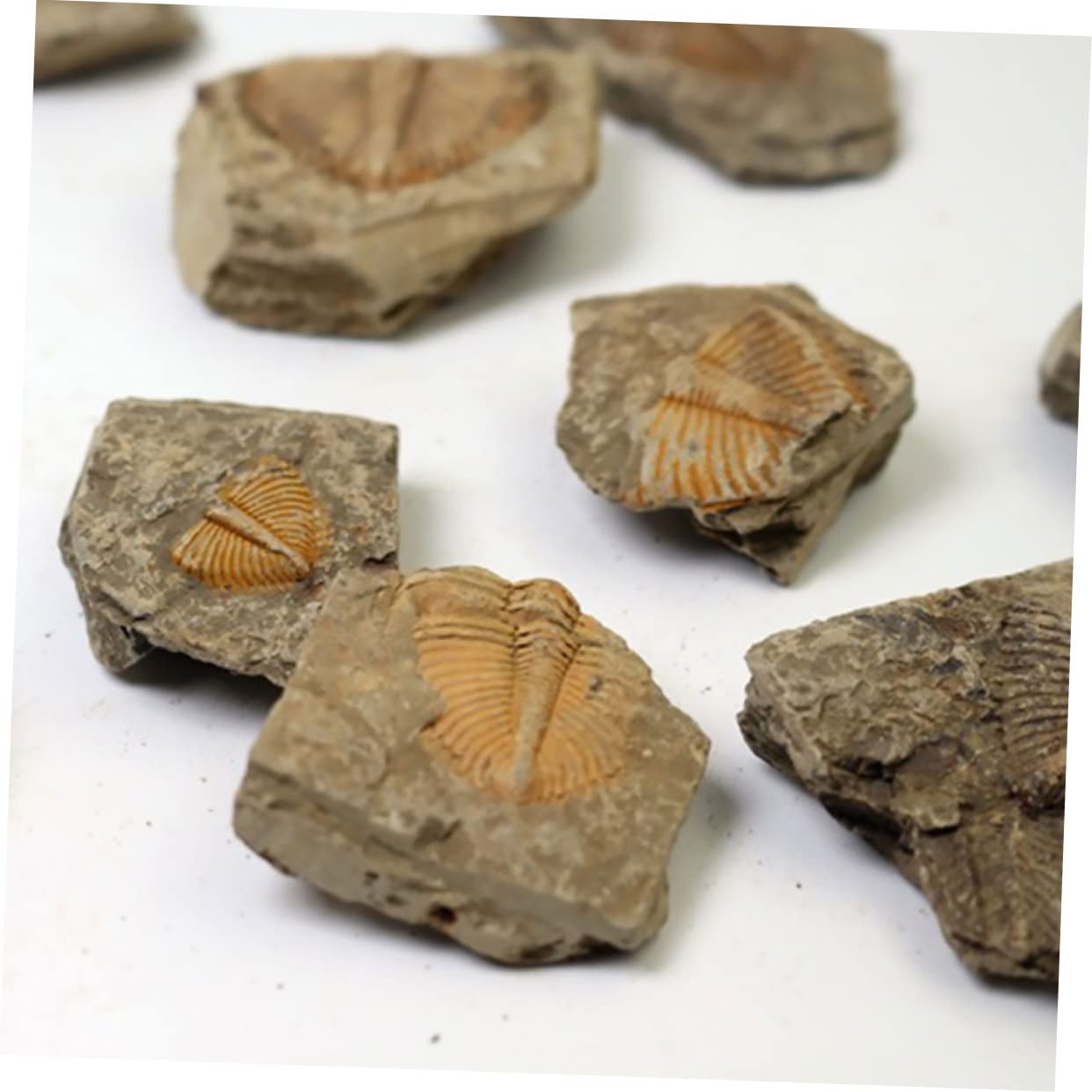 12piezas Kit De Fósiles De Trilobite Para Coleccionistas Herramienta Educativa De Rocas Prehistóricas Para Decoración Del Hogar