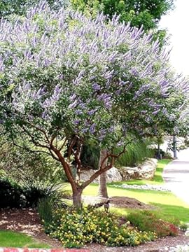 best shrubs for texas heat