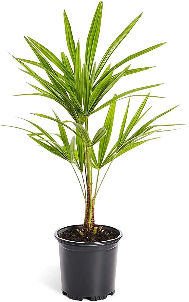 Amazon Com Windmill Palm Tree Trachycarpus Fortunei Garden Outdoor