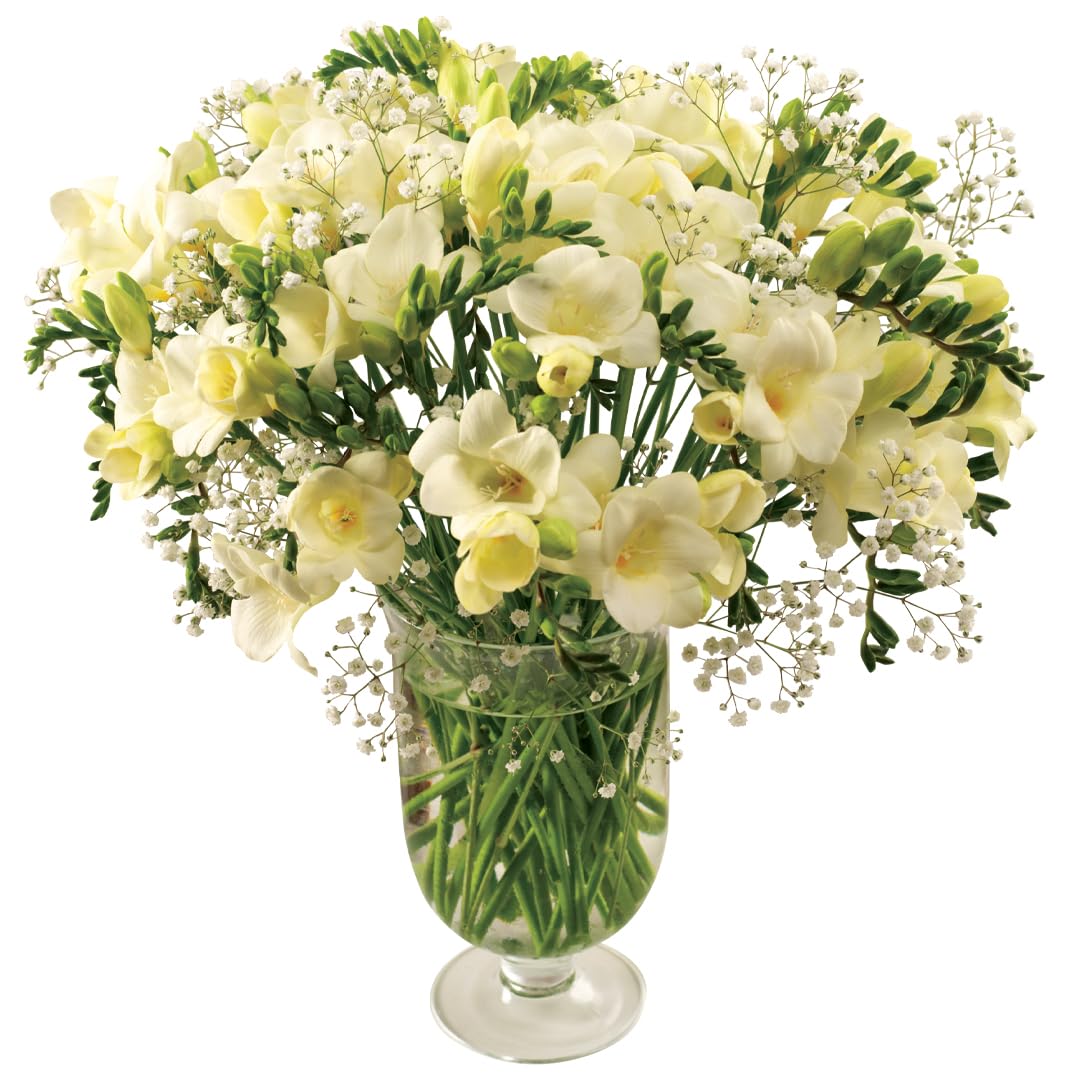 Sendabunch Fresh White Freesia Bouquet 30 Scented Stems with Gypsophila Included - Hand-Picked Flowers sent from the Channel Islands for Birthdays, Anniversaries & Special Occasions