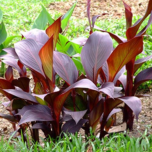 4-6 Eyes Purple Leaf Canna Roots Freshly Bare Roots Crowns Large Beautiful Red Flowers（Pack of 3)