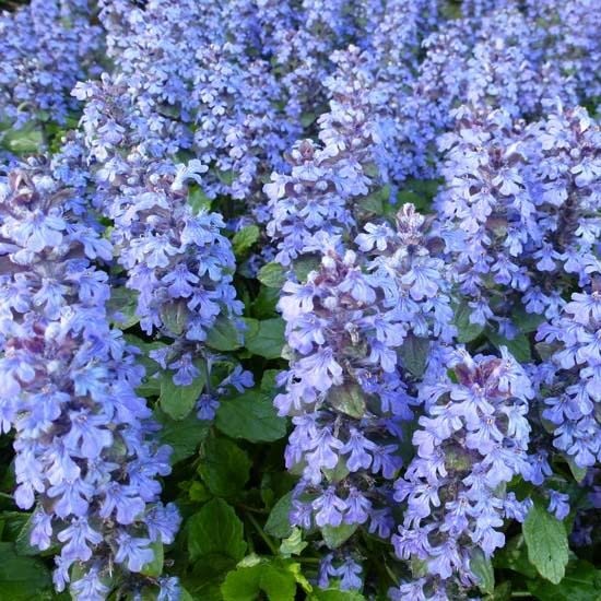 6x Bugle rampant - Ajuga reptans - Godet 9x9cm