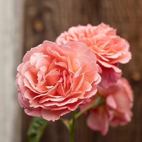 Miniatura 5 de Heirloom Roses Arbusto de rosas trepadoras - Alcanza los cielos Rosas rosadas para plantar, rosales de un galón