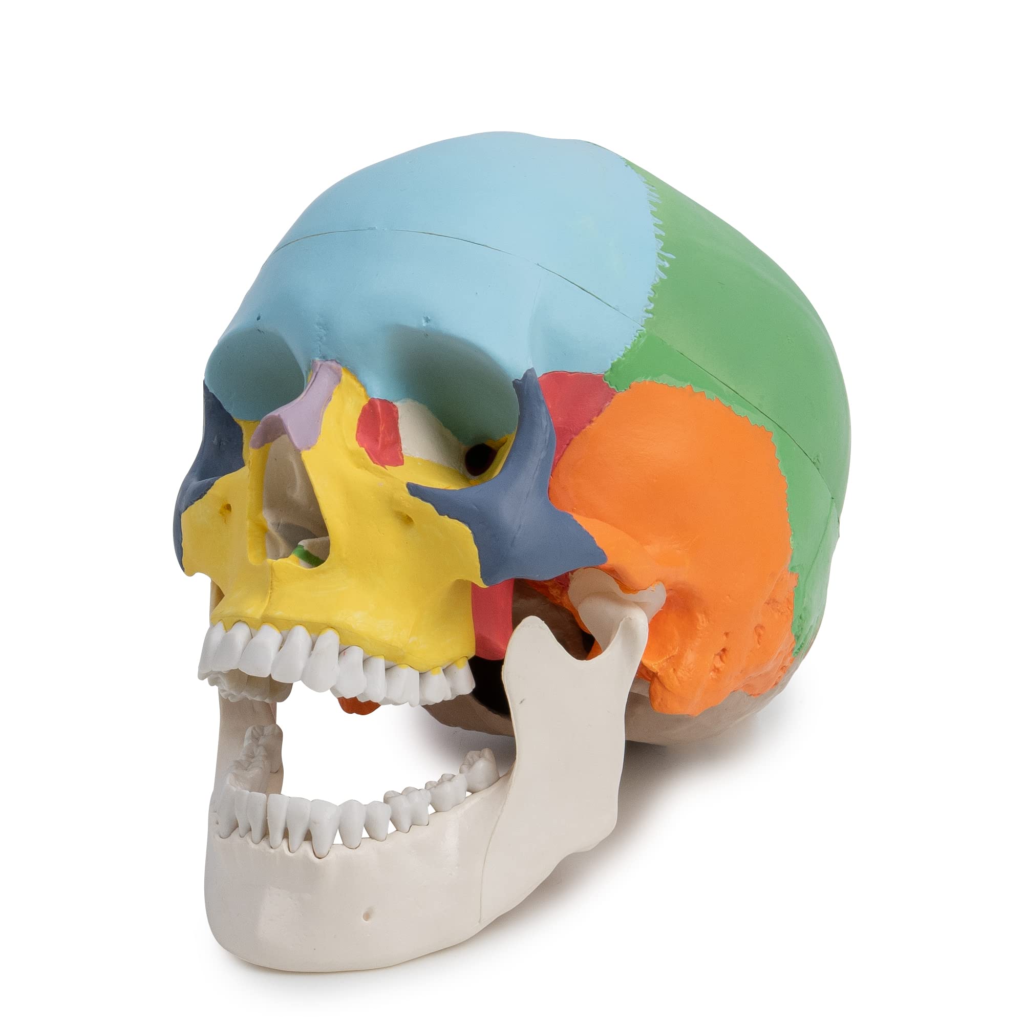 Cranstein A-247 anatomischer Schädel auf Stativ | didaktisch bemalt | Medizin Studium und Ausbildung | Schädel Anatomie Modell | Schädel Modell | bunt