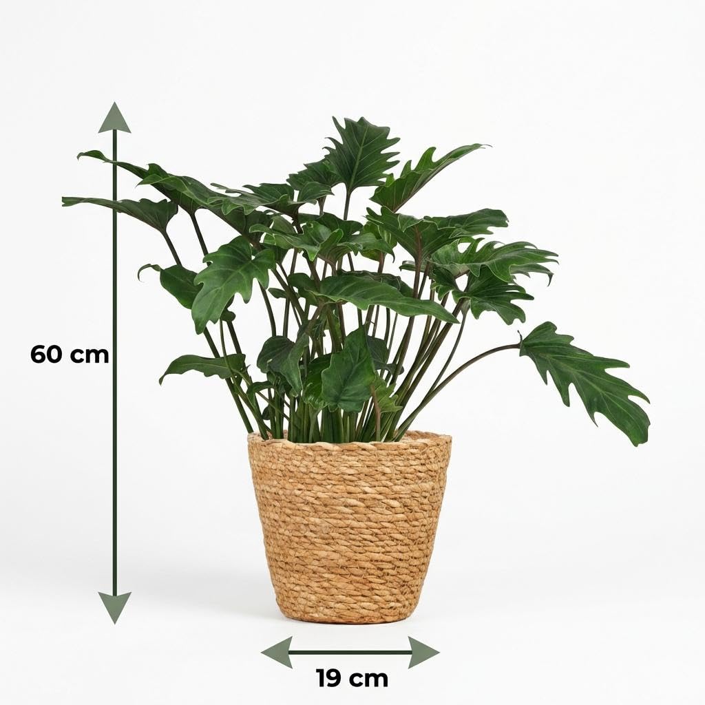 Philodendron Xanadu Zimmerpflanze 60cm – grüne Blattpflanze im Korb Ø19cm – kompakter Wuchs mit tief eingeschnittenen Blättern