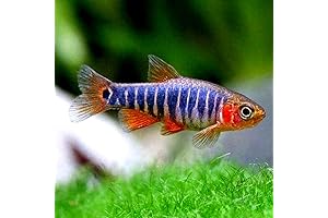 Live Emerald Dwarf Rasbora Pack (8 Exotic Freshwater Live Aquarium Fish for Sale)
