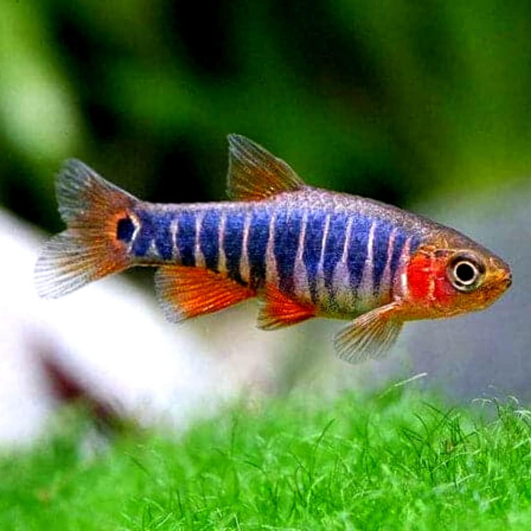 Emerald Dwarf Rasbora (Pack of 8 Fish) - Aquarium Exotic Freshwater Live Fish